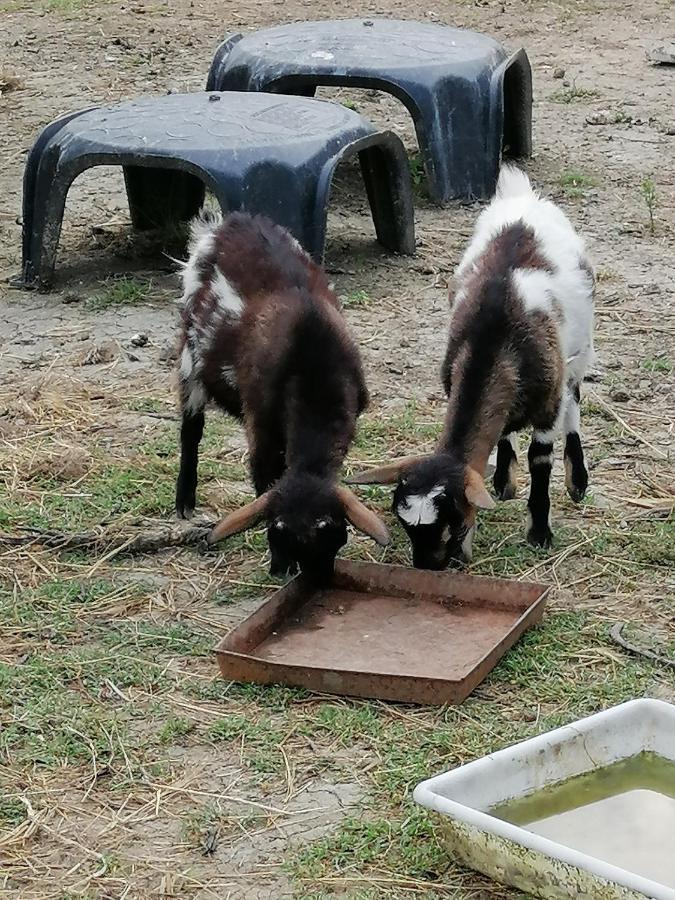 La Quinta Decima Bioagriturismo Fattoria Spedaletto Экстерьер фото