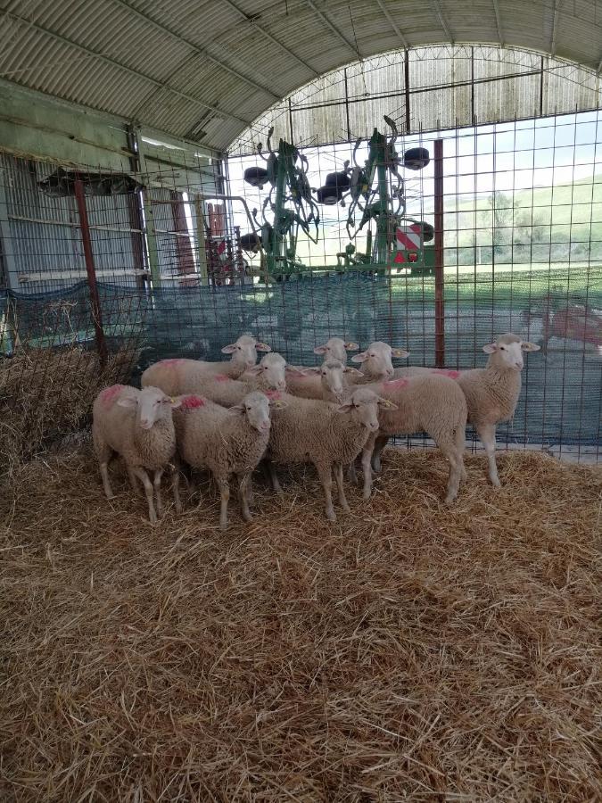 La Quinta Decima Bioagriturismo Fattoria Spedaletto Экстерьер фото